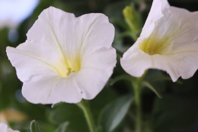 Close-up of white flowering plant