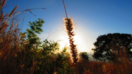 Plants growing on field at sunset