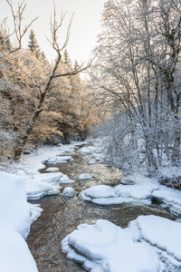 Snow covered bare trees by plants during winter