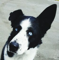 Close-up portrait of a dog