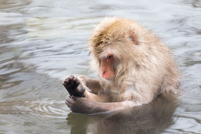 Japanese snow monkey in hot spring