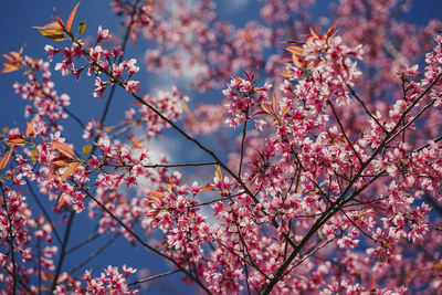 Low angle view of cherry blossom tree