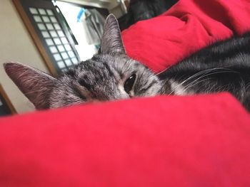 Cat resting on tiled floor