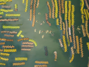 Aerial view of eco friendly jute processing field in natore, bangladesh