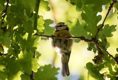 Close-up of bird perching on tree