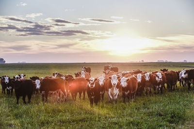 Cows on field against sky