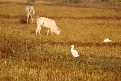 Sheep in a field