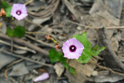 Close-up of pink flower blooming outdoors