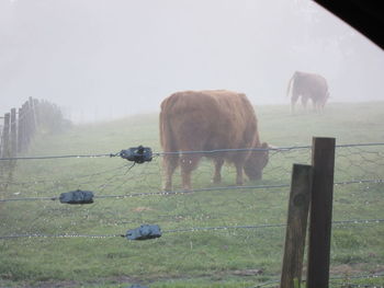 Sheep grazing in pasture