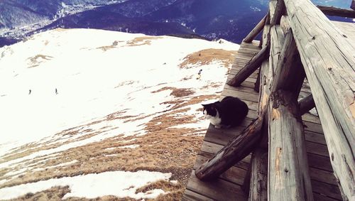 View of wooden logs in snow