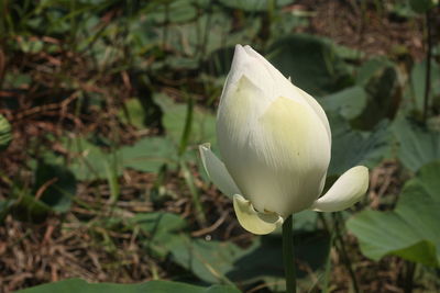 Close-up of white flowering plant on field