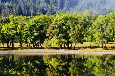 Scenic view of lake in forest