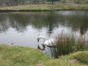 Swan swimming in lake