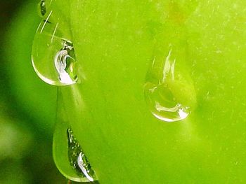 Close-up of water on leaf