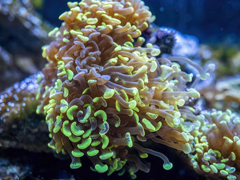 Close-up of coral in sea