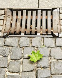 Plant growing on wall