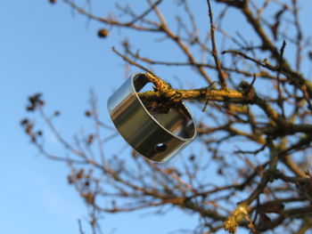 Low angle view of tree against sky