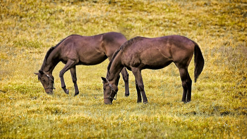 Horses grazing in a field