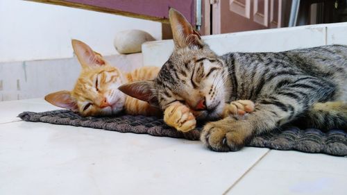 Cat sleeping on floor