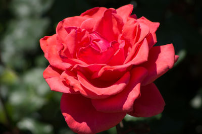 Close-up of pink rose