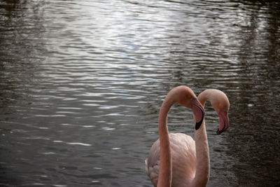 View of flamingos in lake