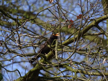 Low angle view of bird perching on tree