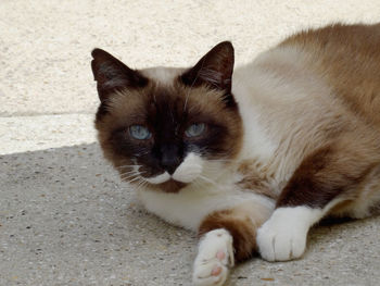 Close-up portrait of cat relaxing on floor