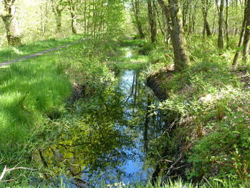 Scenic view of river amidst trees in forest