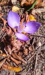 High angle view of purple crocus flowers on field