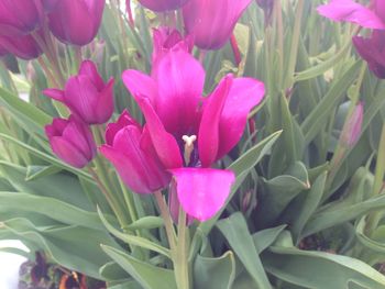 Close-up of pink flower