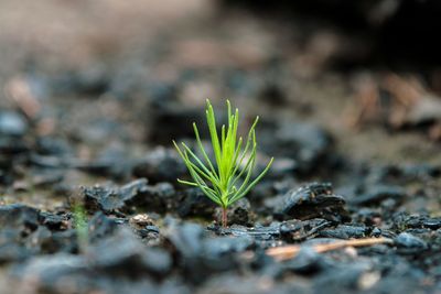 Close-up of small plant growing on field