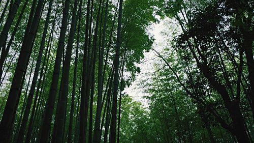 Low angle view of bamboo trees in forest