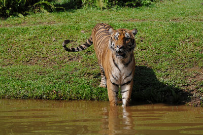 Lion standing in a lake