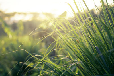 Close-up of crops growing on field