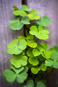 Close-up of green leaves