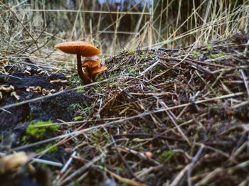 Close-up of mushroom growing in forest