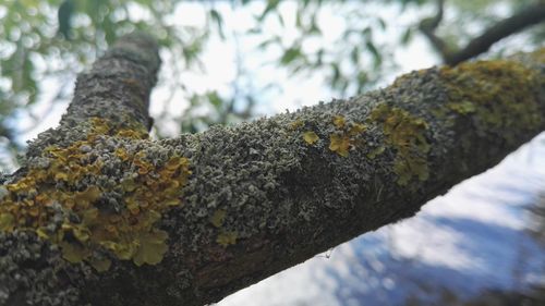 Close-up of moss on tree trunk