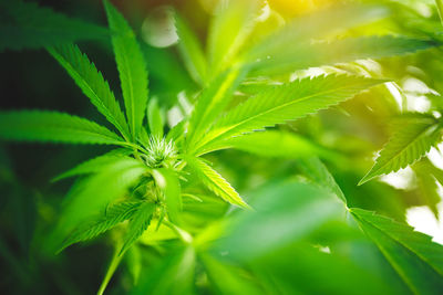Young leaf of marijuana plant detail at sunset.