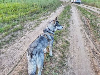 High angle view of dog on field