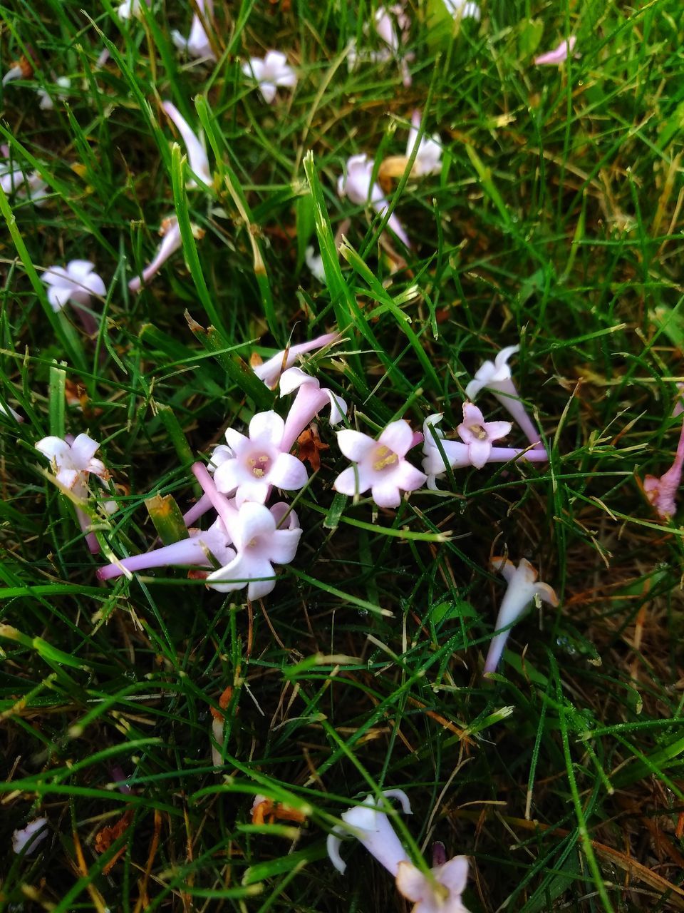 HIGH ANGLE VIEW OF WHITE FLOWERING PLANTS ON LAND