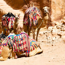 View of a horse in desert