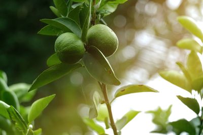 Close-up of fruits growing on tree