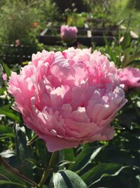 Close-up of pink flowers blooming outdoors