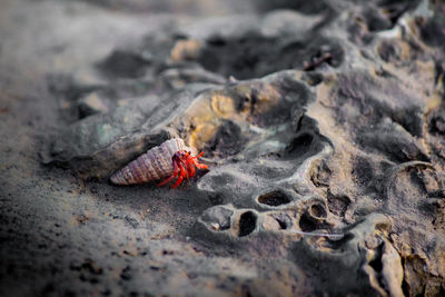 High angle view of crab on rock