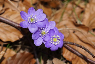 Close-up of purple flowering plant