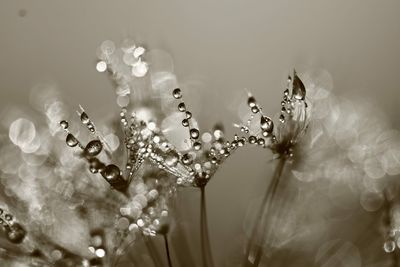 Close-up of water drops on flowering plant