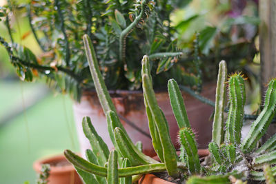 Close-up of succulent plant