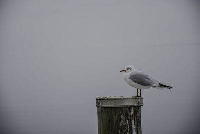 Bird perching on wooden post against clear sky