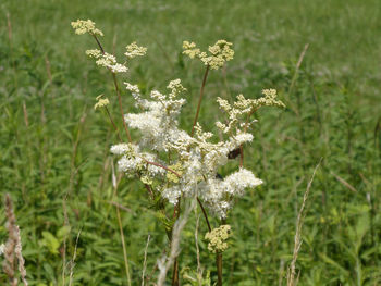 Close-up of white flowering plant on field