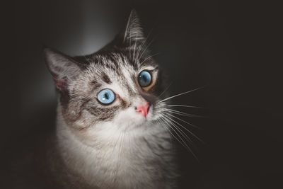 Close-up portrait of a cat